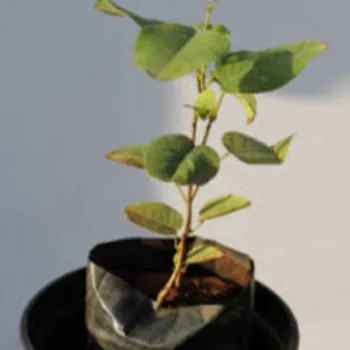 Chandan Sandalwood Plants